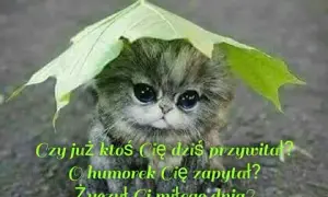 Najlepsze memy miłego dnia, które rozbawią i poprawią humor