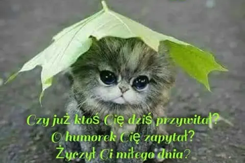 Najlepsze memy miłego dnia, które rozbawią i poprawią humor