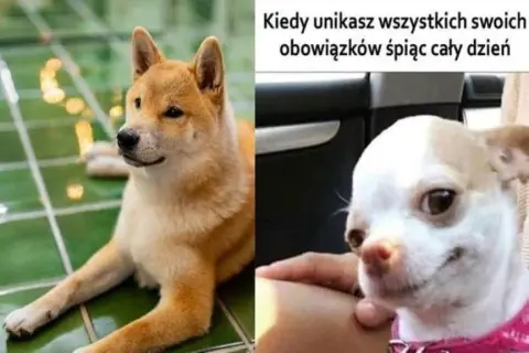 Najlepsze memy z uśmiechniętymi psami, które poprawią ci humor