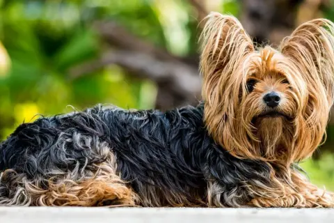 Śmieszne memy york terrier z Podlasia, które rozbawią każdego miłośnika psów