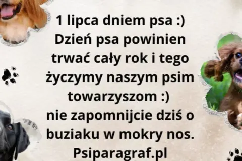 Kiedy jest dzień psa? Sprawdź daty i znaczenie tego wyjątkowego dnia