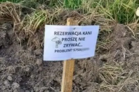 Najlepsze memy o kani, które rozbawią cię do łez